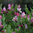 Čilimník 'Hollandia' - Cytisus 'Hollandia'