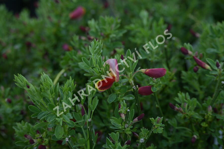 Čilimník 'Hollandia' - Cytisus 'Hollandia'