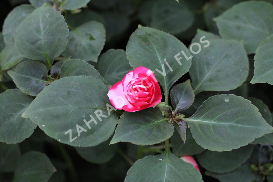 Netýkavka turecká 'Musica Bicolor Cherry' - Impatiens walleriana 'Musica Bicolor Cherry'