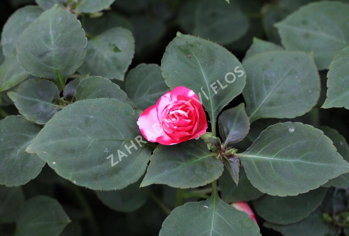 Netýkavka, balzamína turecká 'Musica Bicolor Cherry' - Impatiens walleriana 'Musica Bicolor Cherry'