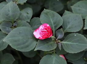Netýkavka, balzamína turecká 'Musica Bicolor Cherry' - Impatiens walleriana 'Musica Bicolor Cherry'