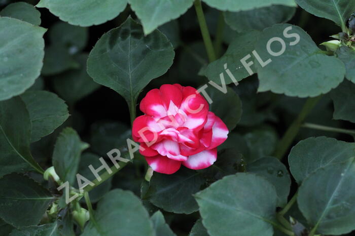 Netýkavka turecká 'Musica Bicolor Cherry' - Impatiens walleriana 'Musica Bicolor Cherry'