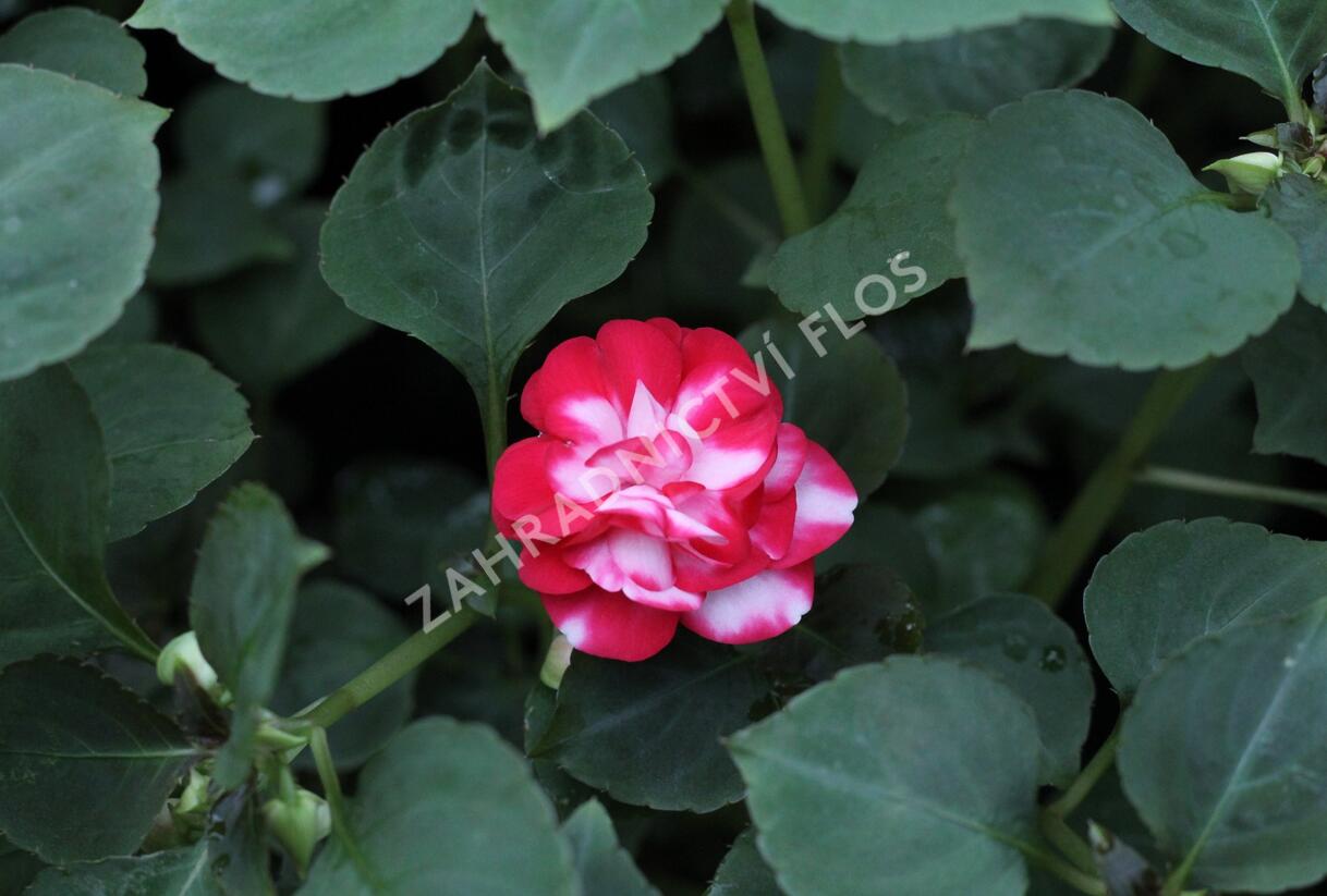 Netýkavka, balzamína turecká 'Musica Bicolor Cherry' - Impatiens walleriana 'Musica Bicolor Cherry'