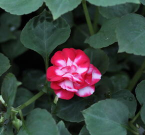 Netýkavka turecká 'Musica Bicolor Cherry' - Impatiens walleriana 'Musica Bicolor Cherry'