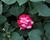 Netýkavka, balzamína turecká 'Musica Bicolor Cherry'