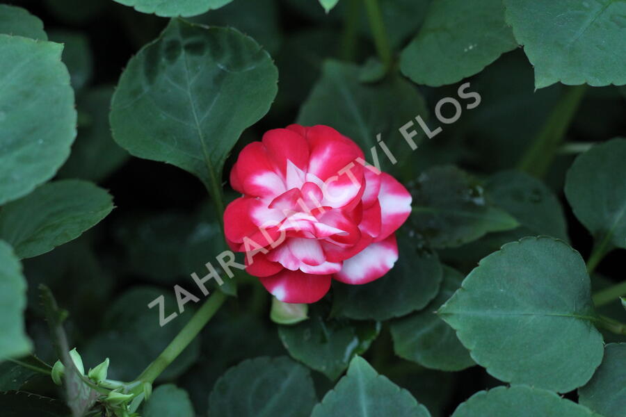 Netýkavka turecká 'Musica Bicolor Cherry' - Impatiens walleriana 'Musica Bicolor Cherry'
