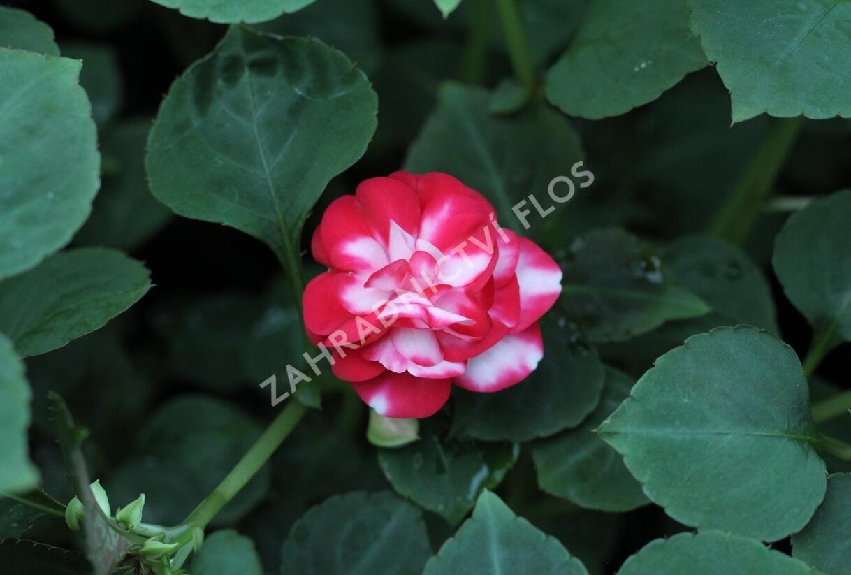 Netýkavka, balzamína turecká 'Musica Bicolor Cherry' - Impatiens walleriana 'Musica Bicolor Cherry'