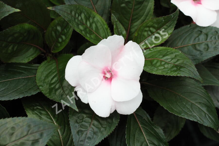 Netýkavka 'Magnum White Blush' - Impatiens Neu Guinea 'Magnum White Blush'