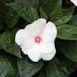 Netýkavka 'Magnum White Blush' - Impatiens Neu Guinea 'Magnum White Blush'