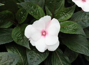 Netýkavka, balzamína 'Magnum White Blush' - Impatiens Neu Guinea 'Magnum White Blush'