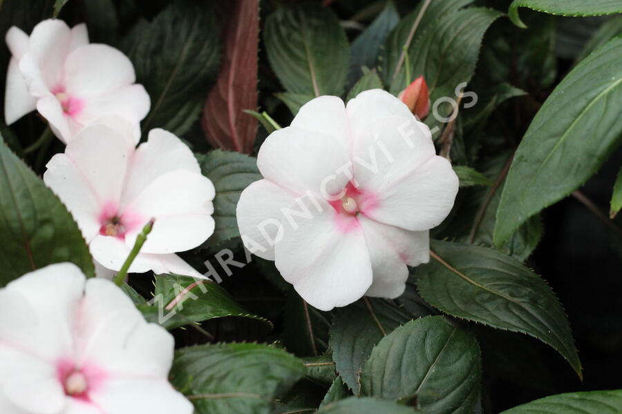 Netýkavka 'Magnum White Blush' - Impatiens Neu Guinea 'Magnum White Blush'