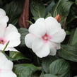 Netýkavka 'Magnum White Blush' - Impatiens Neu Guinea 'Magnum White Blush'