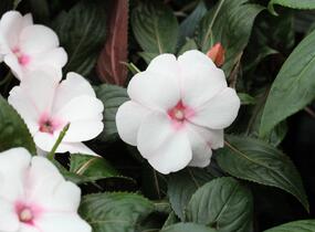 Netýkavka, balzamína 'Magnum White Blush' - Impatiens Neu Guinea 'Magnum White Blush'