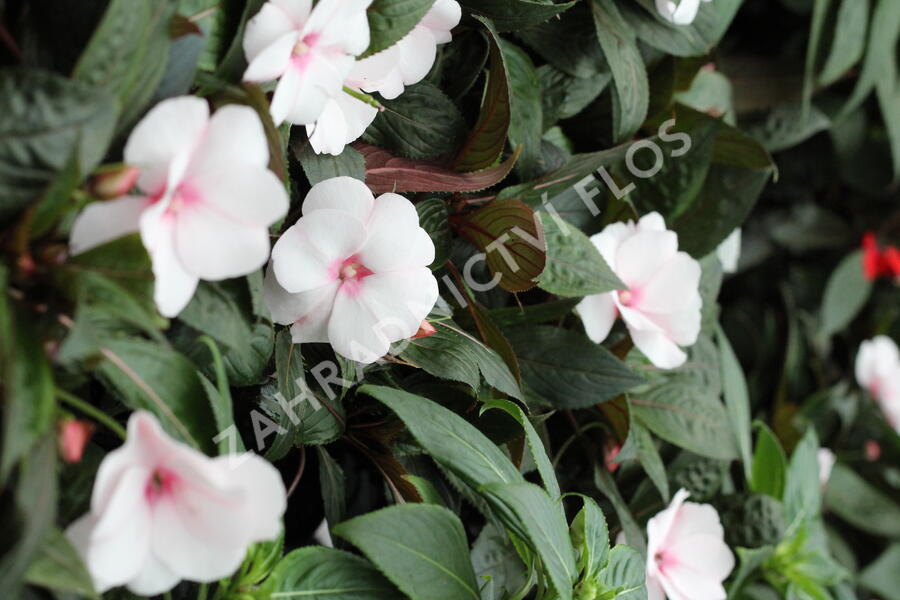 Netýkavka 'Magnum White Blush' - Impatiens Neu Guinea 'Magnum White Blush'