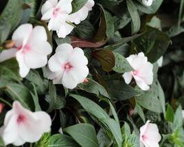 Netýkavka, balzamína 'Magnum White Blush'
