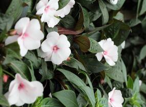 Netýkavka, balzamína 'Magnum White Blush' - Impatiens Neu Guinea 'Magnum White Blush'