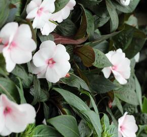 Netýkavka 'Magnum White Blush' - Impatiens Neu Guinea 'Magnum White Blush'