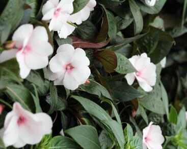 Netýkavka, balzamína 'Magnum White Blush'