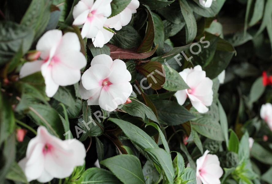 Netýkavka, balzamína 'Magnum White Blush' - Impatiens Neu Guinea 'Magnum White Blush'