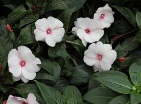 Netýkavka, balzamína 'Magnum White Blush' - Impatiens Neu Guinea 'Magnum White Blush'