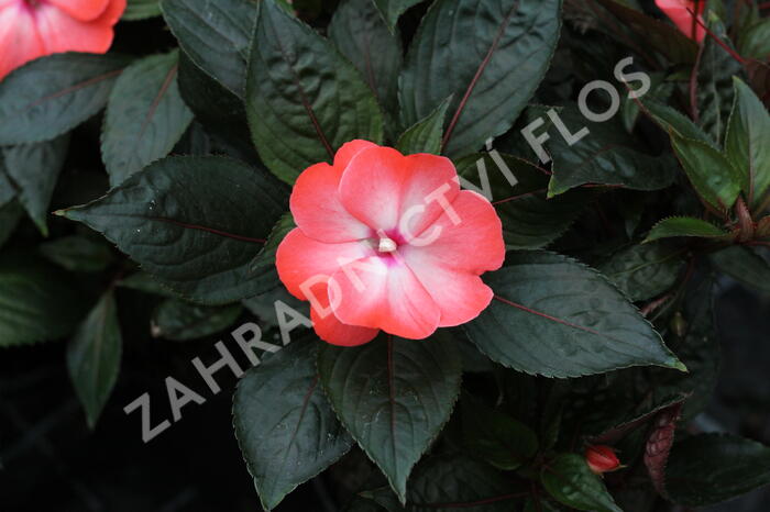Netýkavka 'Magnum Wild Salmon' - Impatiens Neu Guinea 'Magnum Wild Salmon'
