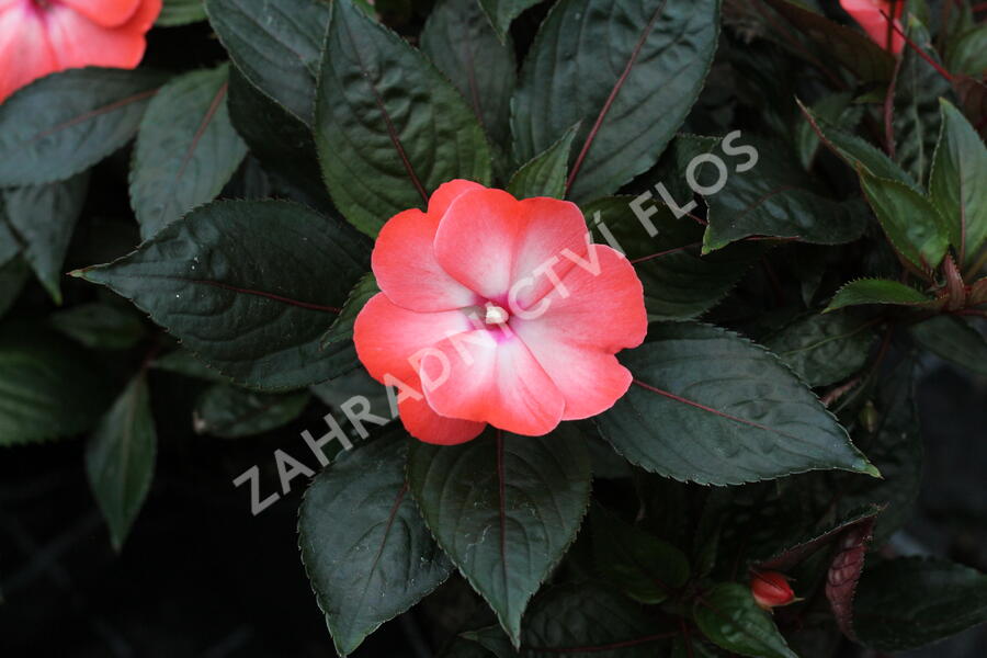 Netýkavka 'Magnum Wild Salmon' - Impatiens Neu Guinea 'Magnum Wild Salmon'