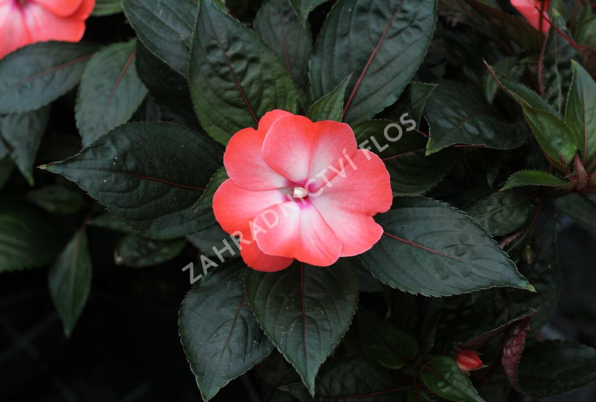 Netýkavka, balzamína 'Magnum Wild Salmon' - Impatiens Neu Guinea 'Magnum Wild Salmon'