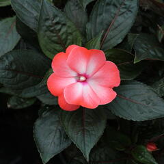 Netýkavka 'Magnum Wild Salmon' - Impatiens Neu Guinea 'Magnum Wild Salmon'