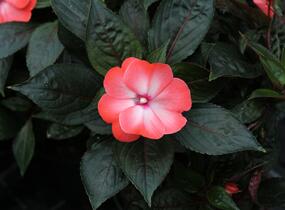 Netýkavka, balzamína 'Magnum Wild Salmon' - Impatiens Neu Guinea 'Magnum Wild Salmon'