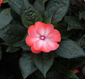 Netýkavka 'Magnum Wild Salmon' - Impatiens Neu Guinea 'Magnum Wild Salmon'