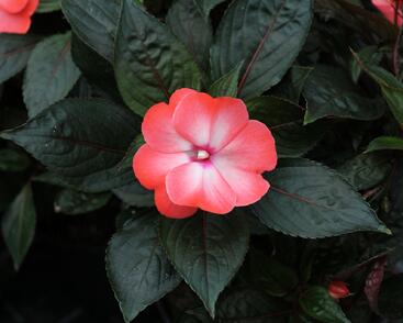 Netýkavka, balzamína 'Magnum Wild Salmon'