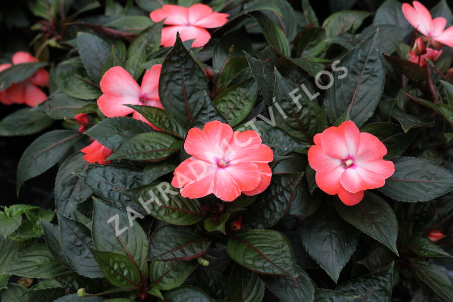 Netýkavka 'Magnum Wild Salmon' - Impatiens Neu Guinea 'Magnum Wild Salmon'
