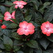 Netýkavka 'Magnum Wild Salmon' - Impatiens Neu Guinea 'Magnum Wild Salmon'