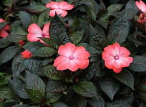 Netýkavka, balzamína 'Magnum Wild Salmon' - Impatiens Neu Guinea 'Magnum Wild Salmon'