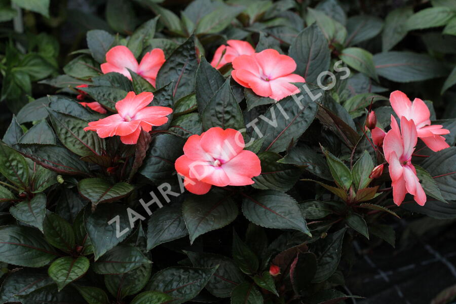 Netýkavka 'Magnum Wild Salmon' - Impatiens Neu Guinea 'Magnum Wild Salmon'
