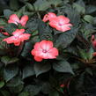 Netýkavka 'Magnum Wild Salmon' - Impatiens Neu Guinea 'Magnum Wild Salmon'