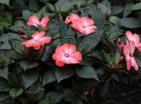 Netýkavka, balzamína 'Magnum Wild Salmon' - Impatiens Neu Guinea 'Magnum Wild Salmon'