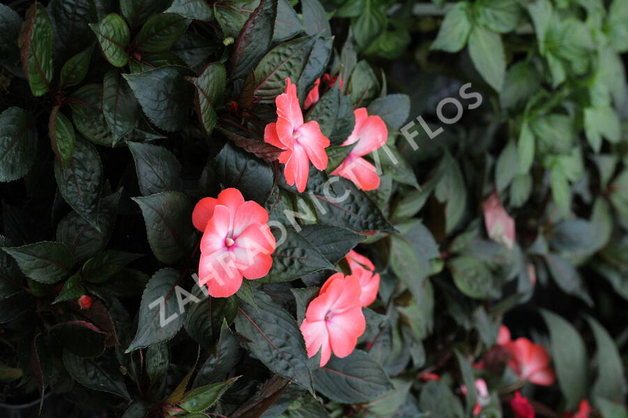 Netýkavka 'Magnum Wild Salmon' - Impatiens Neu Guinea 'Magnum Wild Salmon'