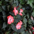 Netýkavka 'Magnum Wild Salmon' - Impatiens Neu Guinea 'Magnum Wild Salmon'