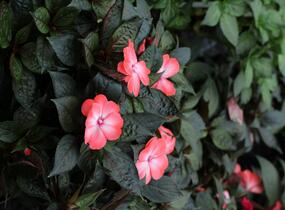 Netýkavka, balzamína 'Magnum Wild Salmon' - Impatiens Neu Guinea 'Magnum Wild Salmon'