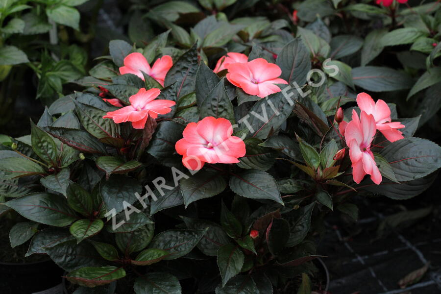 Netýkavka 'Magnum Wild Salmon' - Impatiens Neu Guinea 'Magnum Wild Salmon'