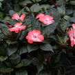 Netýkavka 'Magnum Wild Salmon' - Impatiens Neu Guinea 'Magnum Wild Salmon'