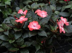 Netýkavka, balzamína 'Magnum Wild Salmon' - Impatiens Neu Guinea 'Magnum Wild Salmon'
