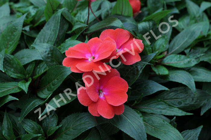 Netýkavka 'Magnum Red Flame' - Impatiens Neu Guinea 'Magnum Red Flame'