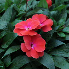 Netýkavka 'Magnum Red Flame' - Impatiens Neu Guinea 'Magnum Red Flame'