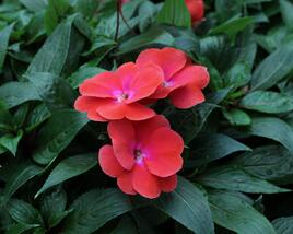 Netýkavka, balzamína 'Magnum Red Flame'
