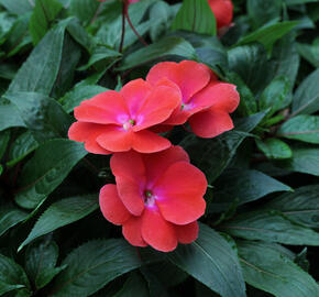 Netýkavka 'Magnum Red Flame' - Impatiens Neu Guinea 'Magnum Red Flame'