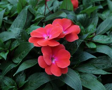 Netýkavka, balzamína 'Magnum Red Flame'