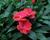 Netýkavka, balzamína 'Magnum Red Flame'
