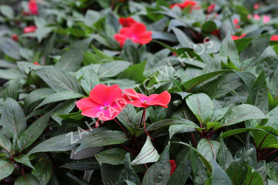 Netýkavka 'Magnum Red Flame' - Impatiens Neu Guinea 'Magnum Red Flame'